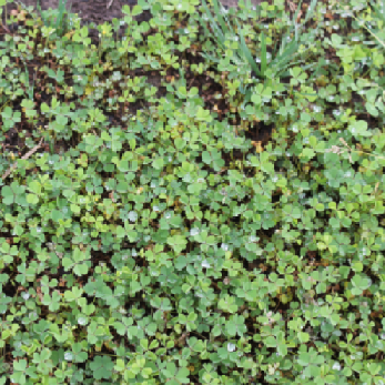 Yellow woodsorrelpng